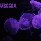 cubozoa