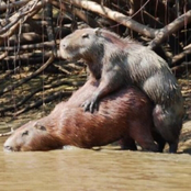 Capivaras