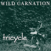 Wild Carnation