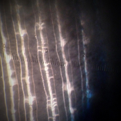 Matte Black: Lowlands