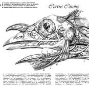 Corvus Corone