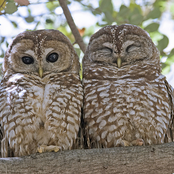 Cornell Lab Of Ornithology