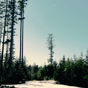 Awakening of the Pines