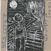 split w/ cedar of lebanon