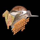 Black-Capped Cry - Single