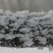 Sweet Sweet Narcissus