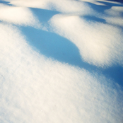 Flore Laurentienne: 8 tableaux (Deluxe)