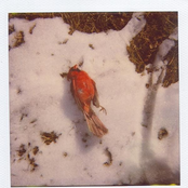 Songs and the Local Birds