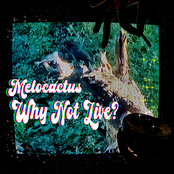Why Not Live?