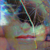 A Tree Full Of Noisy Rainbow Lorikeets