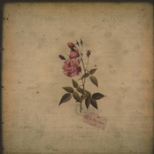 In the Pines: In The Pines