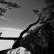 ancient boreal forest