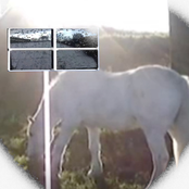 sunburst//gbclifford