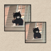 cat in da house