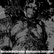 Macracanthorhynchus Hirudinaceus Infestation