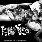 SON - 028 - Phyllomedusa vs Hemorrhoidal Anal Sufferinf