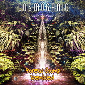 Forest Stomp Remixed