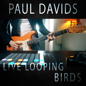 Birds (Live Looping)