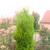 I Feel, Therefore I Am