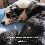 between a brock and a hard place