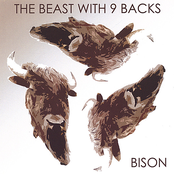Bison: The Beast With Nine Backs