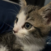 sorry i shot myself lol