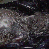 Maggots Eating a Rotten Body