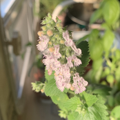 Auckland (Letting Go)