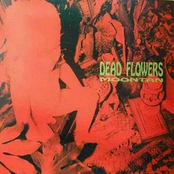 Slow Burn by Dead Flowers