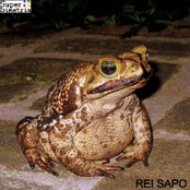 Rei Sapo