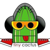 tiny cactus