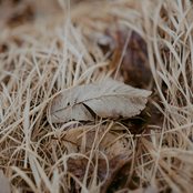 Whisper from the Field