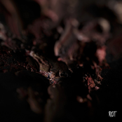 Rot