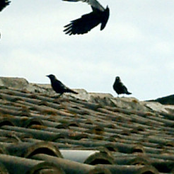 TU M'P3 Soundtracks For Images