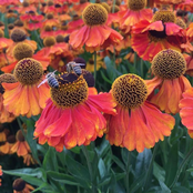 Breathing Of The Firmament