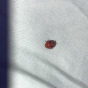 I didn't think about it