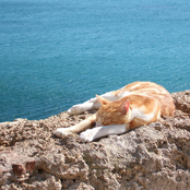 experimental site responsive - the sea