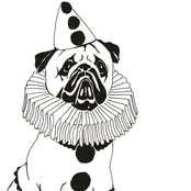 Cone of Shame