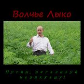 Волчье лыко