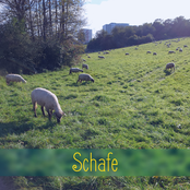 Schafe