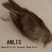 A Dead Bird for Another Dead Bird