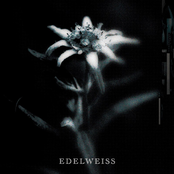 EDELWEISS