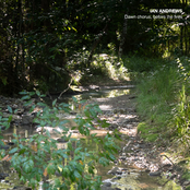 Dawn chorus, before the fires