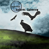 Vultures Gathering
