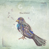 Blackbird