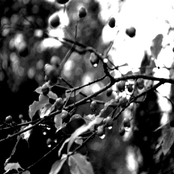 Sympathy In Blue Minor