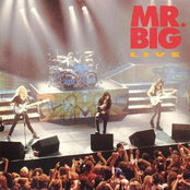 Shy Boy by Mr. Big