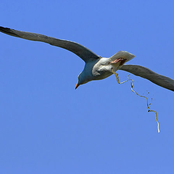 möwe beim abkoten!