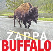 Buffalo