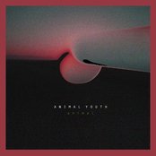 Animal Youth - Animal Artwork